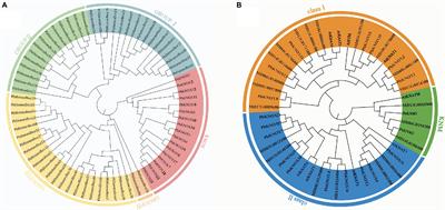 Genome-Wide Analysis of KNOX Transcription Factors and Expression Pattern of Dwarf-Related KNOX Genes in Pear